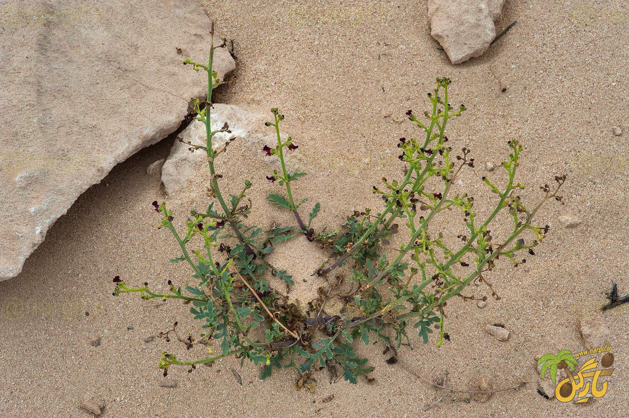 گل میمونی بیابانی - معرفی و خواص گیاهان دارویی